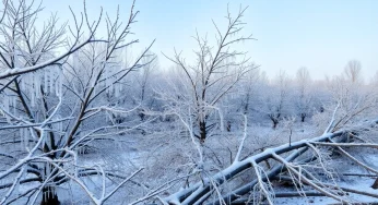 Ice Storm Devastates Michigan’s Maple Syrup Production